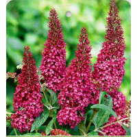 Buddleia davidii ´CANDY - Little Ruby´ / Budleja červená, C2