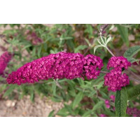 Buddleia davidii ´Royal Red´ / Budleja červená, 40-50 cm, C2