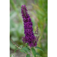 Buddleia davidii ´Black Knight´ / Budleja tmavofialová, 30-40 cm, C3
