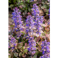 Ajuga reptans ´Burgundy Glow´ / Zbehovec plazivý, K9