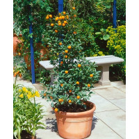 Citrus mitis ´Calamondine´ / Citrokumkvát, Kalamondin maloplodý, 20 cm, K9