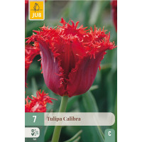Tulipa ´Calibra´ / Tulipán, bal. 7 ks, 11/12