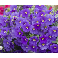 Calibrachoa WFL® Calitastic® Indigo / Mnohokvetá petúnia, bal. 3 ks, 3x K7