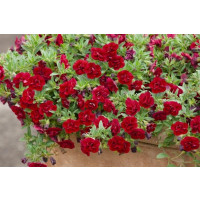 Calibrachoa Sweet Bells® ´Double Red´ / Minipetúnia, bal. 3 ks, 3xK7