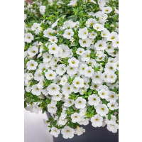 Calibrachoa Sweet Bells® ´White´ / Minipetúnia, K7