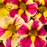 Calibrachoa Candy Shop® Candy Bouquet ®impr. / Mnohokvetá petúnia, K7