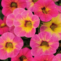 Calibrachoa WFL® Chameleon® ´Tart Deco´ / Mnohokvetá petúnia, bal. 6 ks, 6x K7