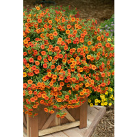 Calibrachoa ´Million Bells ´LIA® Melon / Mnohokvetá petúnia, bal. 6 ks sadbovačov