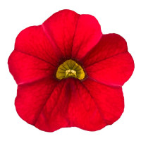 Calibrachoa ´PortuCal´® Patio Red / Mnohokvetá petúnia, bal. 3 ks, 3x K7
