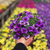 Calibrachoa PortuCal ® ´Blue´  / Mnohokvetá petúnia, bal. 3 ks, 3x K7
