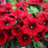Petunia ´Crazytoonia®Red Blues´ / Petúnia, bal. 6 ks, 6x K7