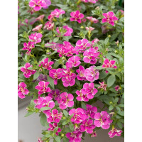 Calibrachoa Calita® ´Double Pink Splash´ / Mnohokvetá petúnia, bal. 6 ks, 6x K7