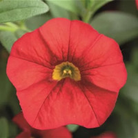 Calibrachoa Calita® ´Red´  / Mnohokvetá petúnia, bal. 3 ks, 3x K7