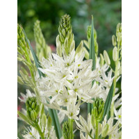 Camassia leichtlinii ´Alba´ / Kamasia biela, bal. 2 ks, 14/+