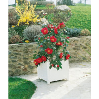 Camellia japonica ´Red´ / Kamélia červená, K9