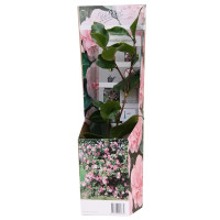 Camellia japonica ´Pink´ / Kamélia ružová, K9
