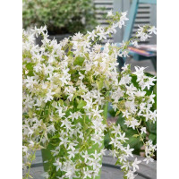 Campanula poscharskyana 'E.H. Frost' / Zvonček Poscharskov, K9