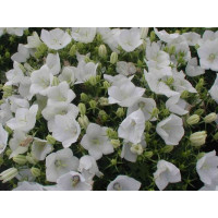 Campanula carpatica ´Clips White´ / Zvonček karpatský biely, K9