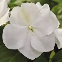 Impatiens Campos® F1 White  / Netýkavka biela, bal. 3 ks, 3x K7
