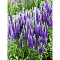 Veronica spicata ´Royal Candles Glory´ / Veronika klasnatá, C1,5