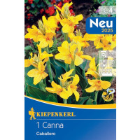 Canna indica ´Caballero´ / Kana žltá, I.