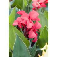 Canna indica ´Miss Oklahoma´ / Kana ružová