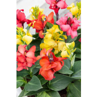 Canna indica ´Mix´ / Kana zmes farieb, bal. 3 ks, I.