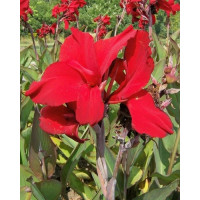 Canna indica ´Red Dazzler´ / Kana červená, I.