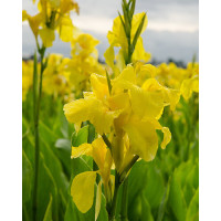 Canna indica ´Richard Wallace´ / Kana žltá, I.