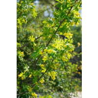 Caragana arborescens / Karagana stromovitá, 80-100 cm, C5