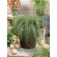 Carex comans ´Amazon Mist´ / Ostrica, K9