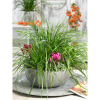 Carex morrowi ´Irish Green´ / Ostrica, C1