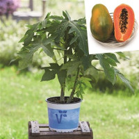 Carica papaya ´Sunnybees® F1´ / Papája, K9