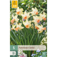 Narcis ´Carice´ / Narcis, bal. 5 ks, 11/12