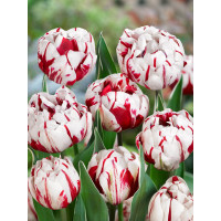 Tulipa ´Carnaval de Nice´ / Tulipán, bal 5 ks, 11/12