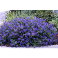 Caryopteris clandonensis ´Blauer Spatz´® / Bradavec, K9
