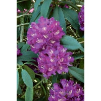Rhododendron hybr. ´Catawbiense Purple´ / Rododendrón ružovo-fialový, 30-40 cm, C1,5