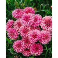 Centaurea dealbata / Nevädza ružová, C1,5