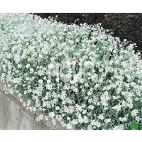 Cerastium tomentosum / Rožec plstnatý, K9