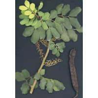 Ceratonia siliqua / Rohovník / Svätojánsky chlieb, bal. 5 sem.