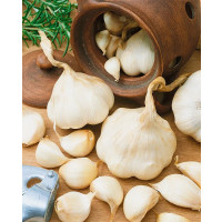 Allium sativum ´Flavor´ / Sadbový cesnak jarný, bal. 3 hlavič.