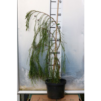 Chamaecyparis laws. ´Imbricata Pendula´/ Cypruštek previsnutý, 80-100 cm, C5
