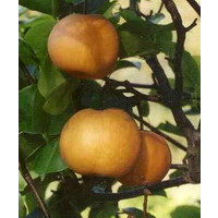 Pyrus communis ´Nashi Chojuro´ / Hruška ázijská, hr. planá