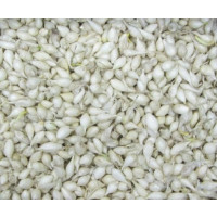 Cibuľa sadzačka biela ´SNOWBALL´, bal. 0,25 kg, 8/16 mm