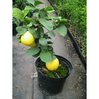 Obrovský citrón/ Citrus pyriformis ´Ponderosa´, 30 cm, C2