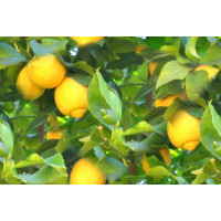 Citrus limon / Citrónovník, zakorenený odrezok z plodiacej rastliny, 20 cm, K9