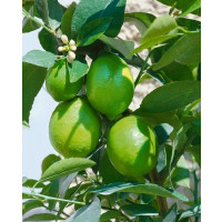 Citrus aurantifolia ´Mexican Lime´ / Mex. limetka, 20 cm, K9