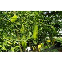 Citrus sp. ´Faustrime´ / Citrus austrálsky, 30 cm, C2