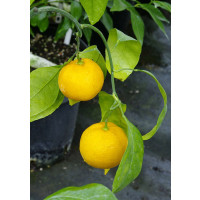 Citrus unshiu ´Skorospělyj / Mandarínka, 25-40 cm, C2
