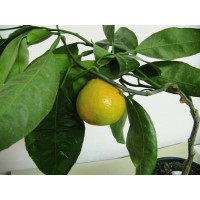 Citrus reticulata ´Honey´ / Mandarínkovník štepený, 30 cm, C2
